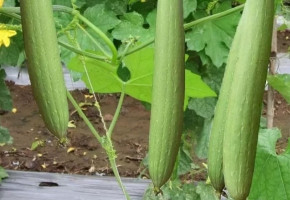 Sponge Gourd-Harita F1(10 gm)